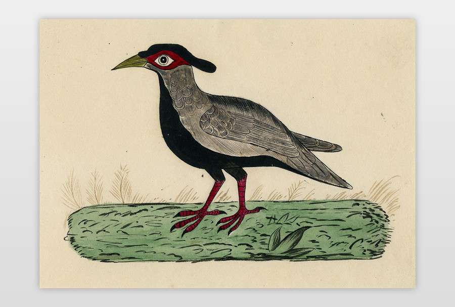 O.T. (Vogel) Aquarellierte Zeichnung auf Papier