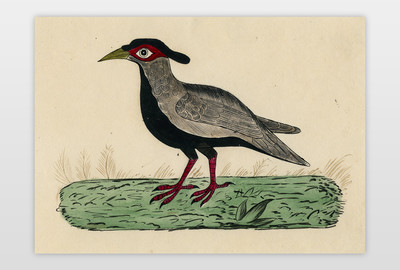 O.T. (Vogel) Aquarellierte Zeichnung auf Papier
