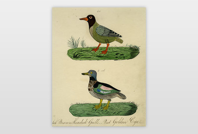 Brown headed Gull and Golden Eye Aquarellierte Zeichnung auf Papier